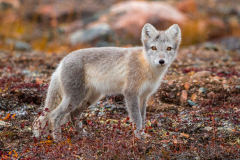 Arctic Fox in the Tundra